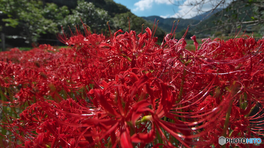曼珠沙華の赤