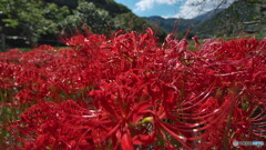 曼珠沙華の赤