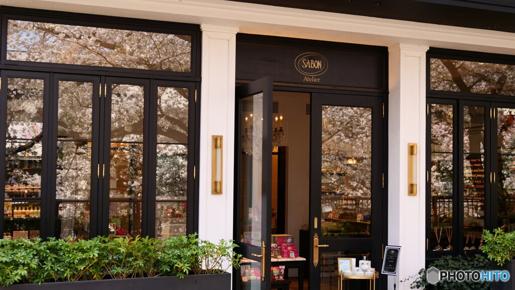 ウインドウ花見その2　P1156400