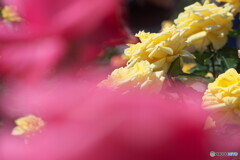 薔薇＃２