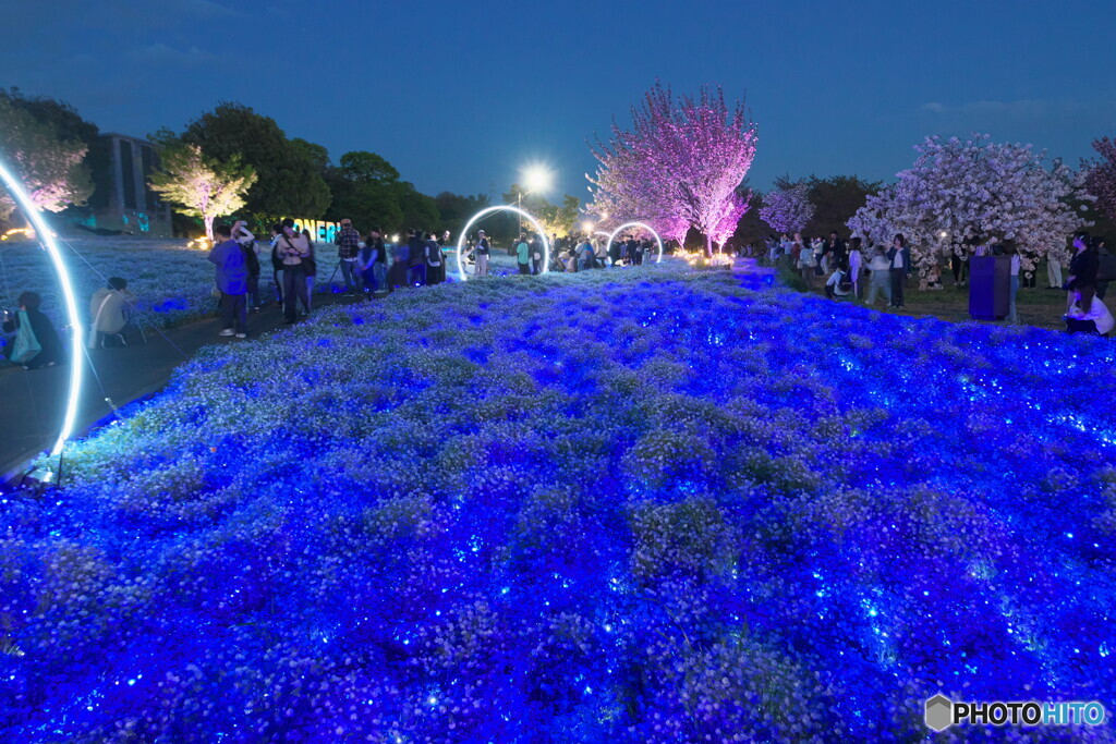 ネモフィラブルー