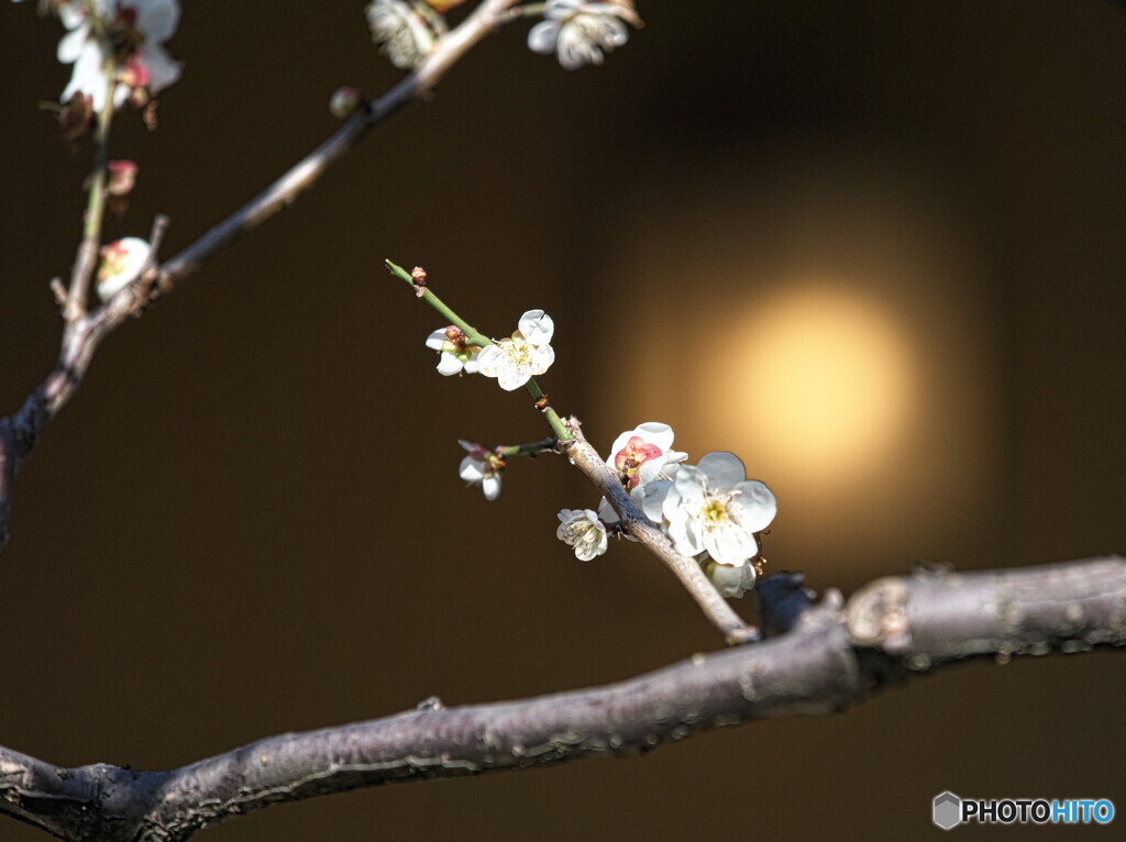 白梅の最後の投稿＃２