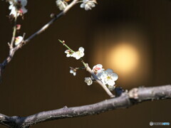 白梅の最後の投稿＃２