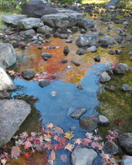 水面の紅葉　PA310699