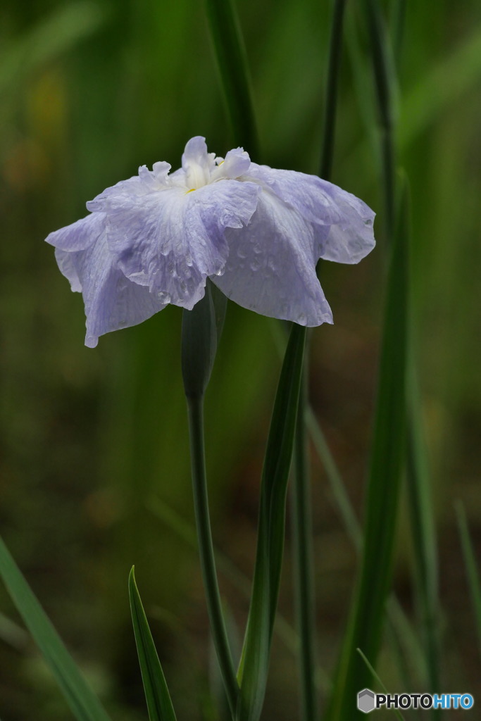 花菖蒲二題　九十九髪　P1040476
