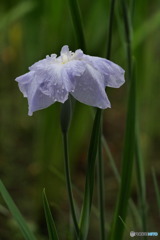 花菖蒲二題　九十九髪　P1040476