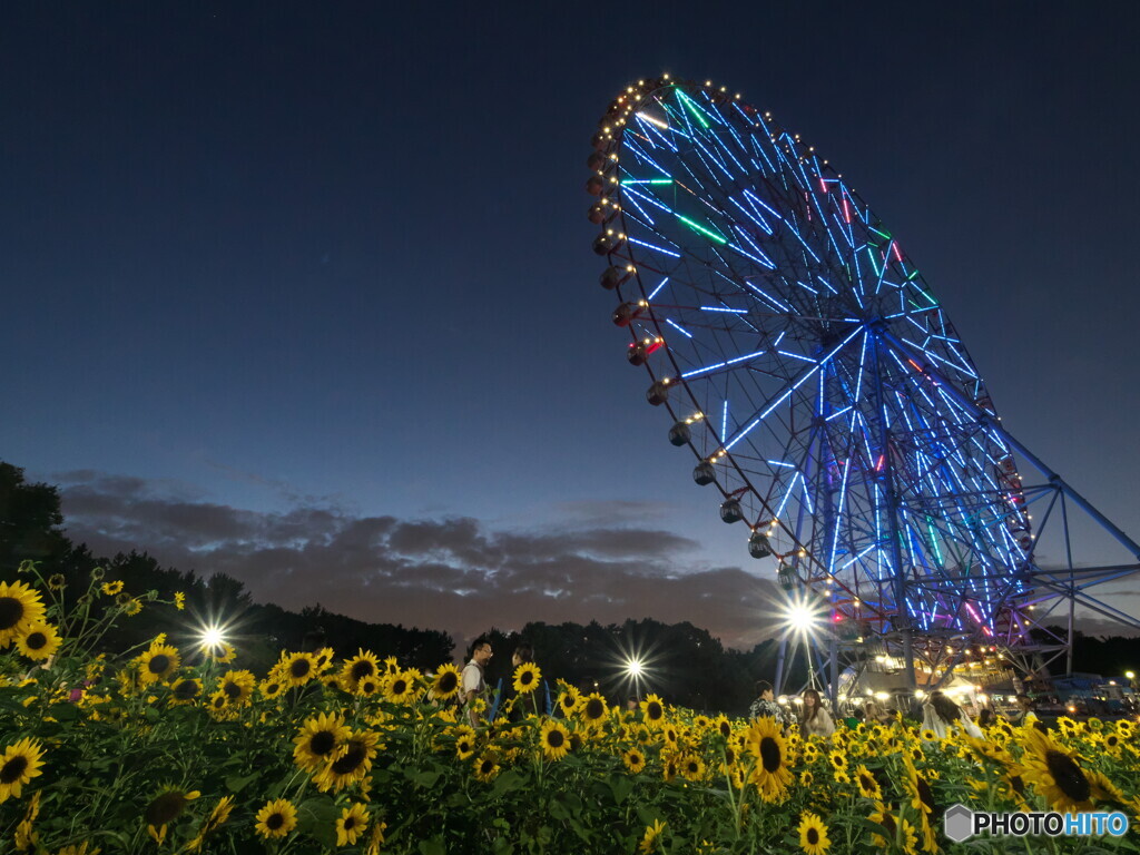 大観覧車とヒマワリ＃２