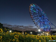 大観覧車とヒマワリ＃２