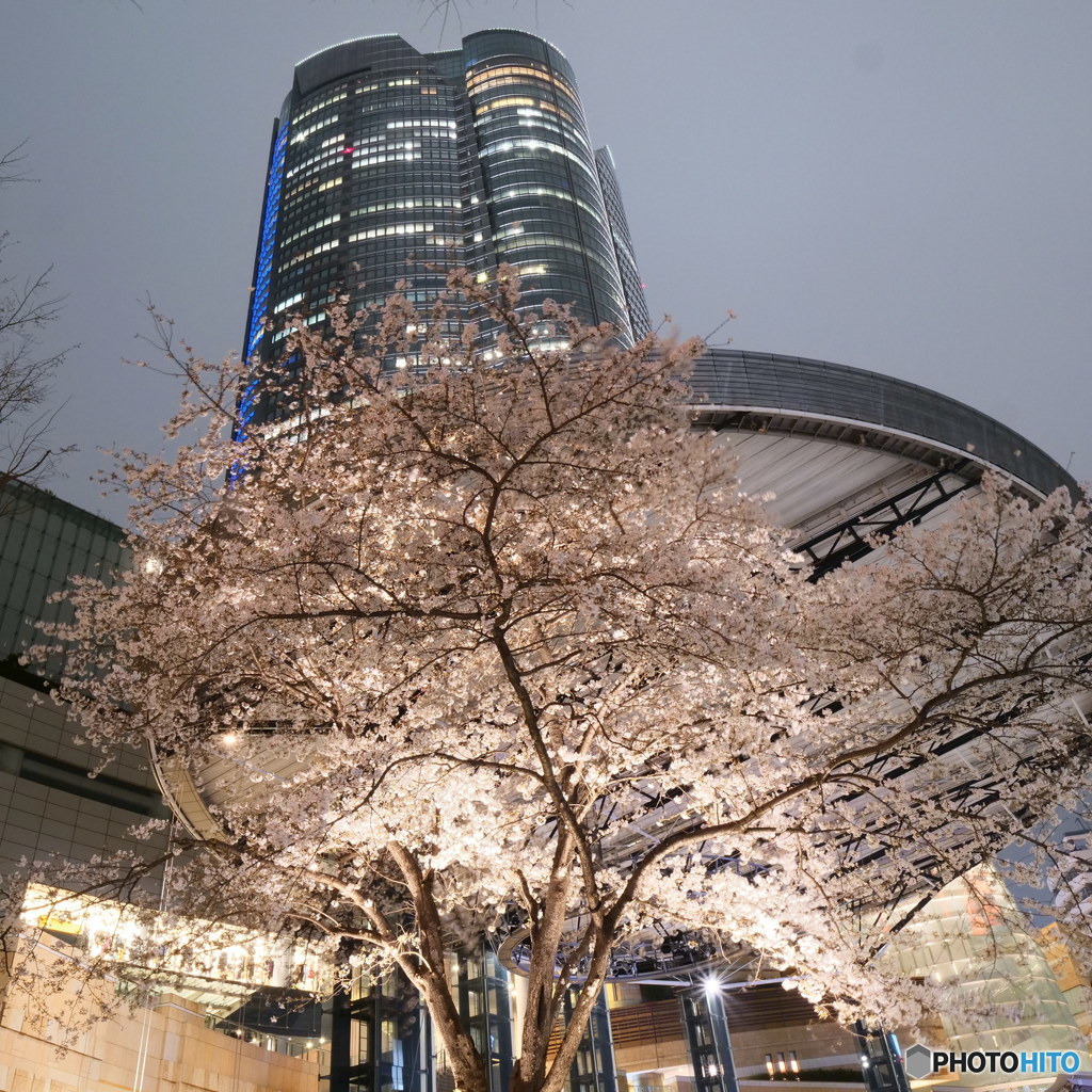 森タワーと桜その2　P1054962