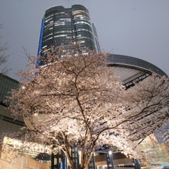 森タワーと桜その2　P1054962