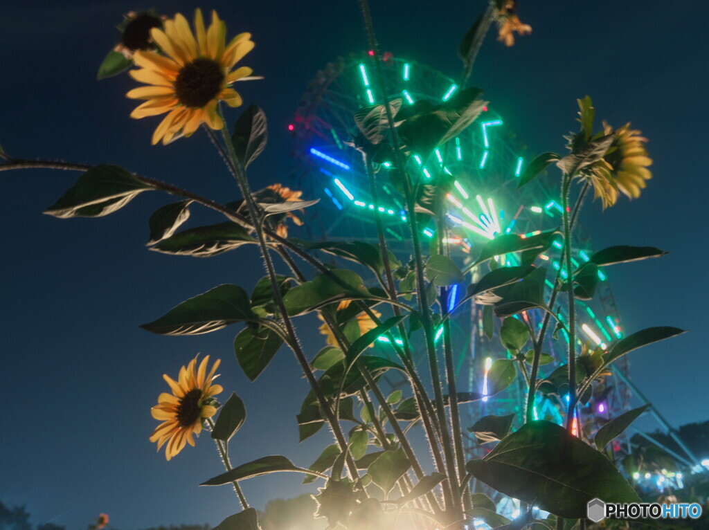 夜の向日葵