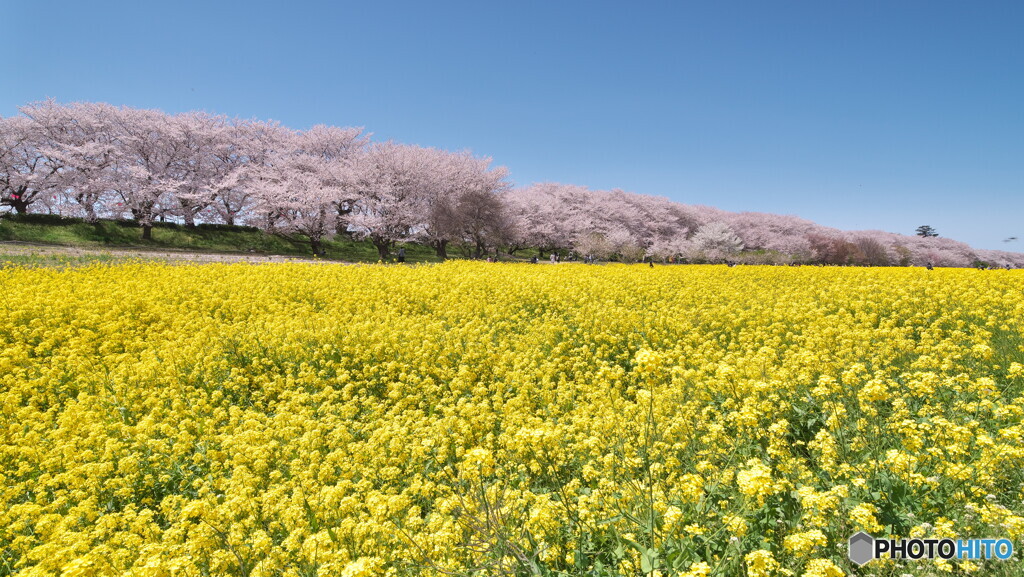 幸手権現堂桜堤＃１