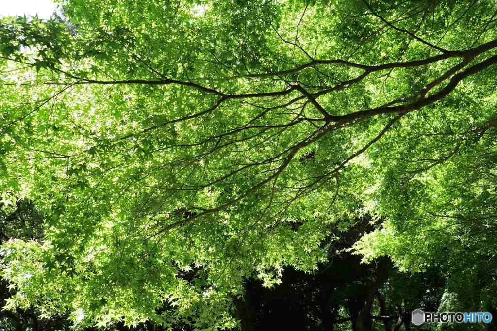 新宿御苑～新緑