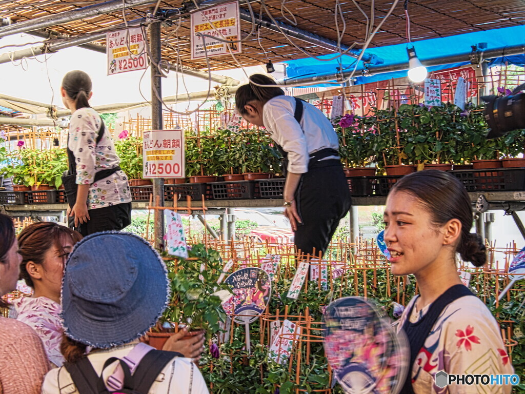 東京の入谷朝顔まつり2024