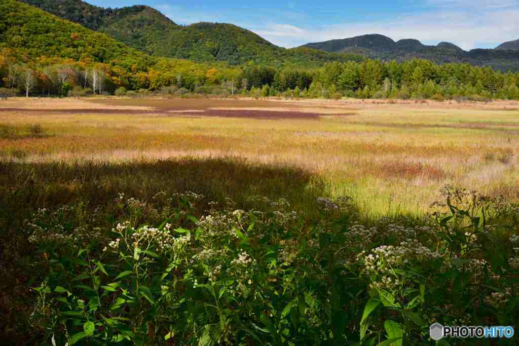 奥日光の初秋７ー草紅葉その３