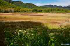 奥日光の初秋７ー草紅葉その３