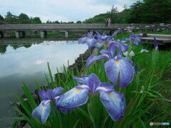 花菖蒲と木橋＃２