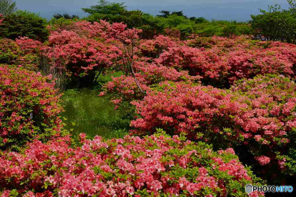 ヤマツツジの群生～１