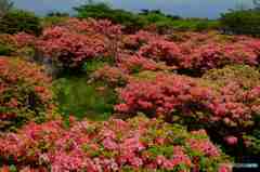 ヤマツツジの群生～１