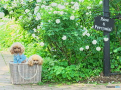 素敵なモデル　P5102930