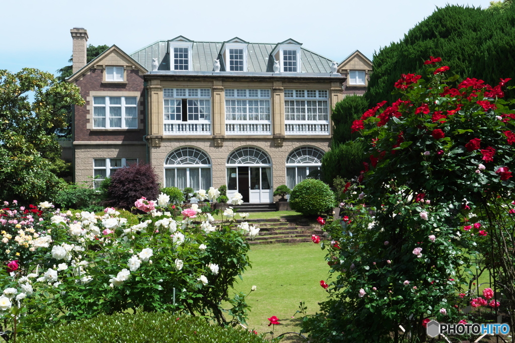 鳩山会館のバラⅠ　P1195583