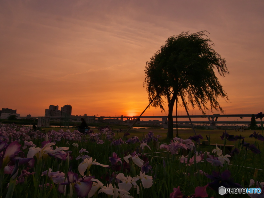 夕暮れ時　P6022633