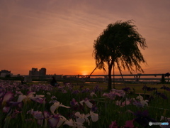 夕暮れ時　P6022633