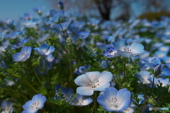 昭和記念公園のネモフィラ　P1173033