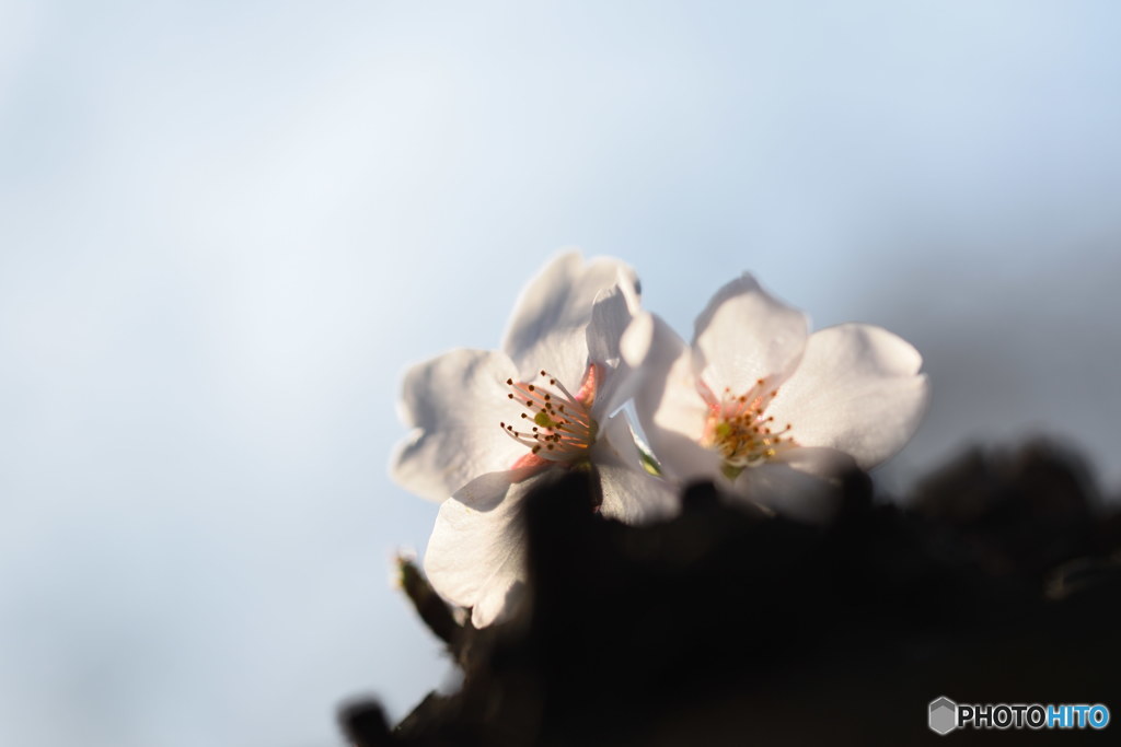 桜二輪　DSC_8179