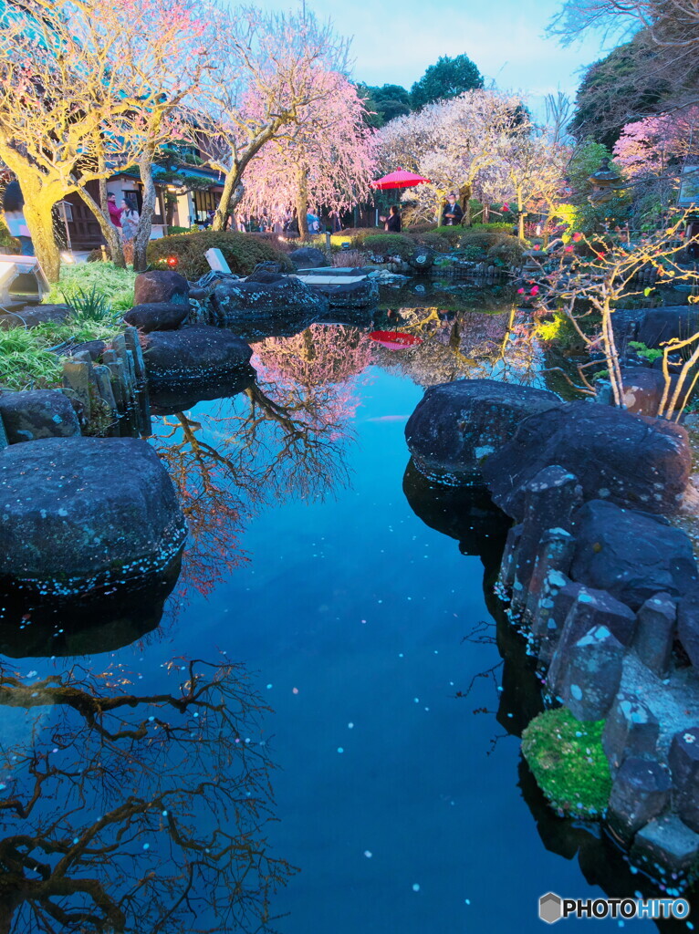 薄暮の観梅＃１