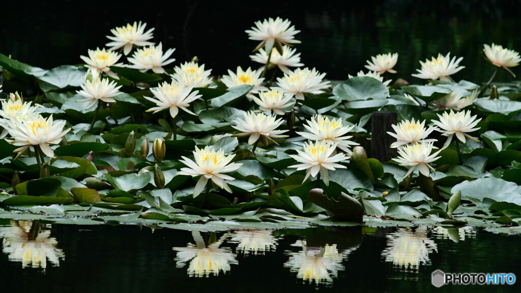 清楚で豪華　P1157192