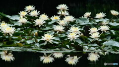 清楚で豪華　P1157192