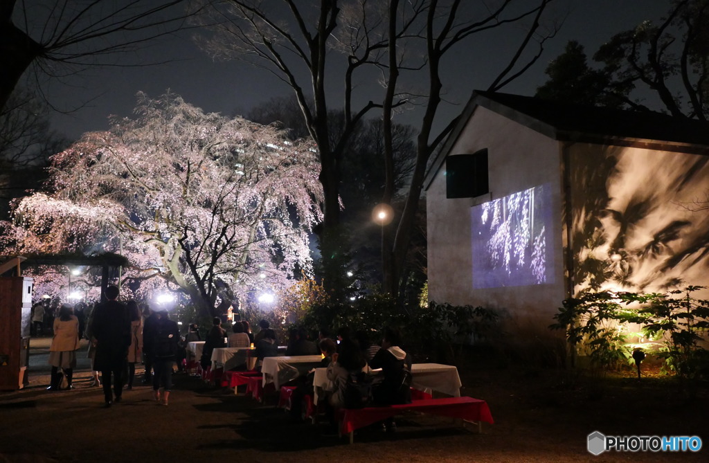 こんな花見もあります