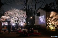 こんな花見もあります