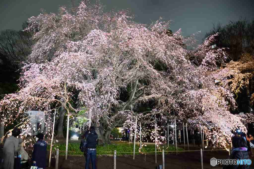 六義園の枝垂れ桜