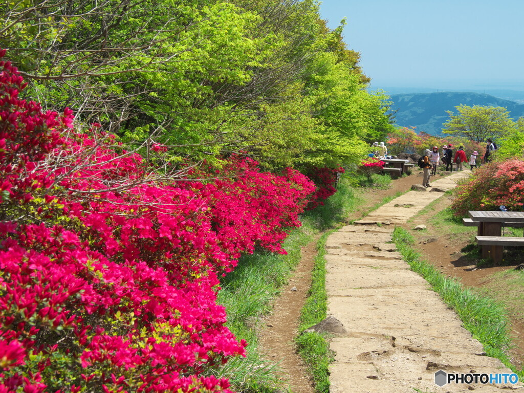 登山道のツツジ　P5042113