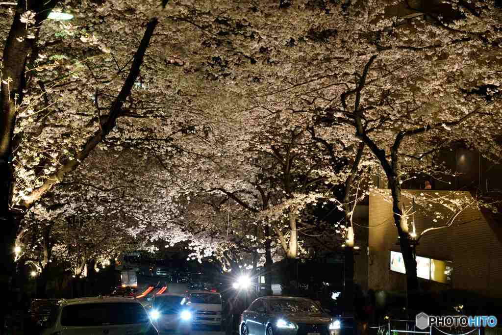 赤坂アークヒルズスペイン坂の夜桜