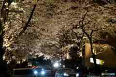 赤坂アークヒルズスペイン坂の夜桜