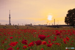 夕暮れ時のポピー花壇＃２