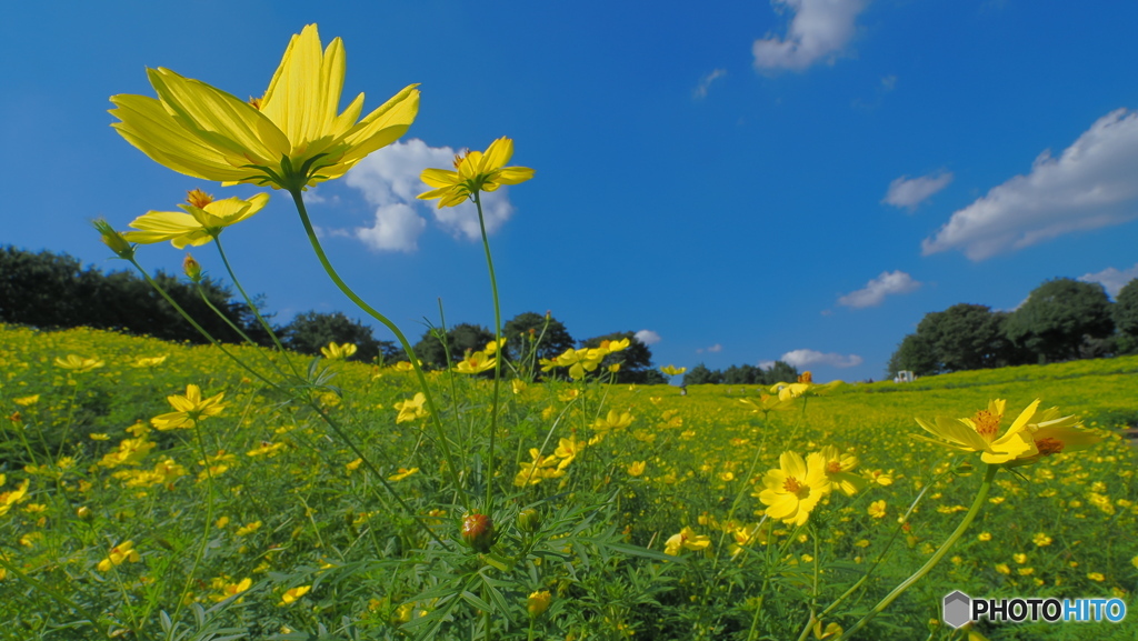 レモンブライトの丘