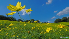 レモンブライトの丘