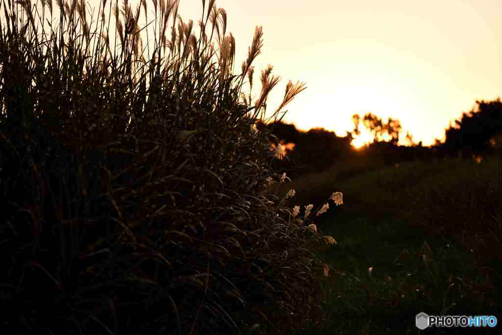 夕暮れのススキには哀愁がーその一