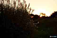 夕暮れのススキには哀愁がーその一