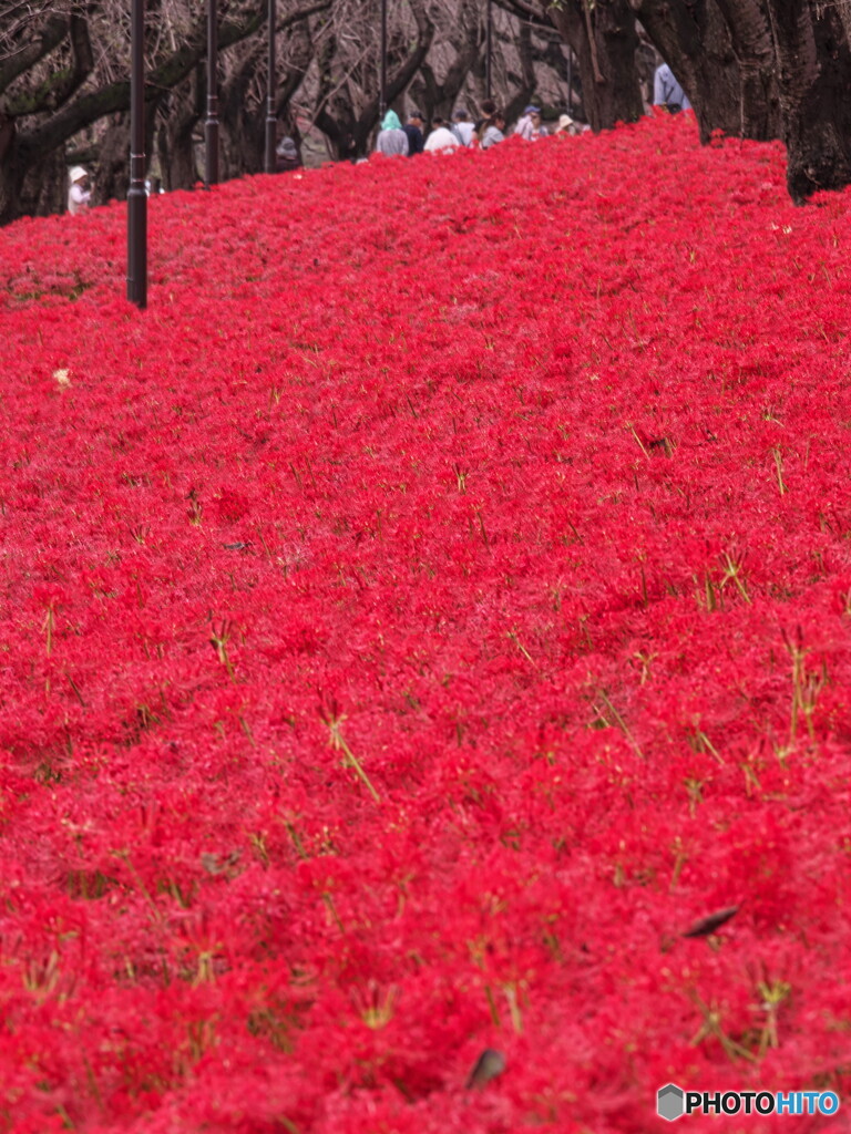 真っ赤な絨毯＃２