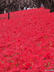 真っ赤な絨毯＃２