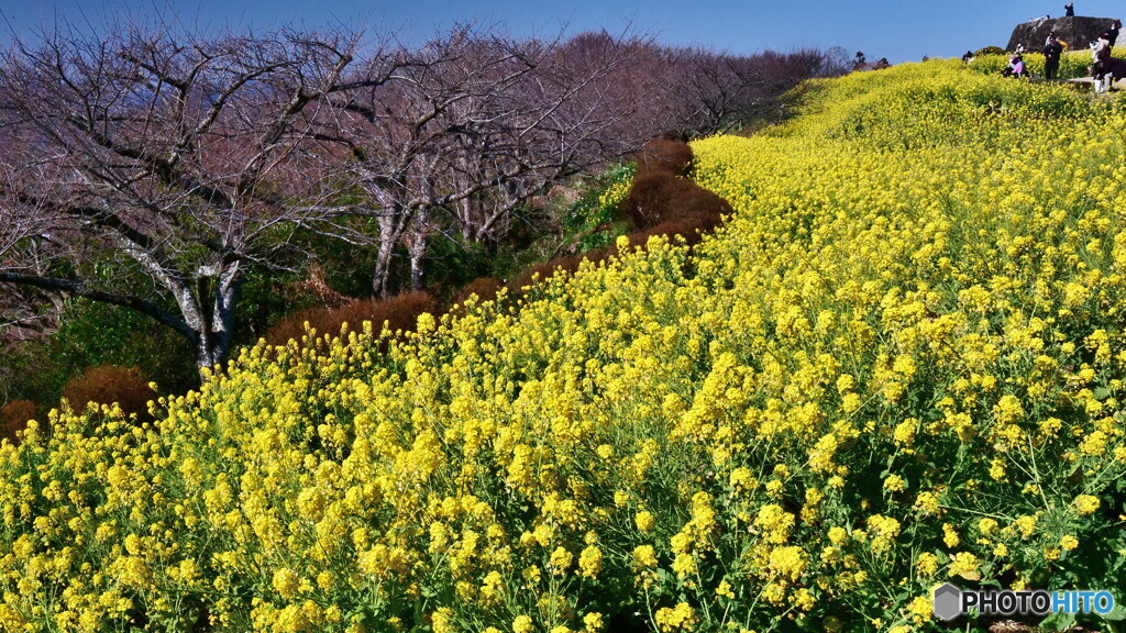 咲きうねる　P1142187