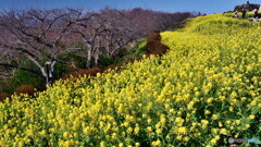 咲きうねる　P1142187