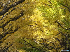 黄色のグラデーション＃１