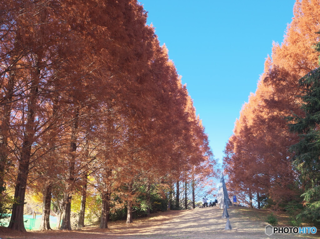 メタセコイアの紅葉