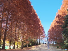 メタセコイアの紅葉